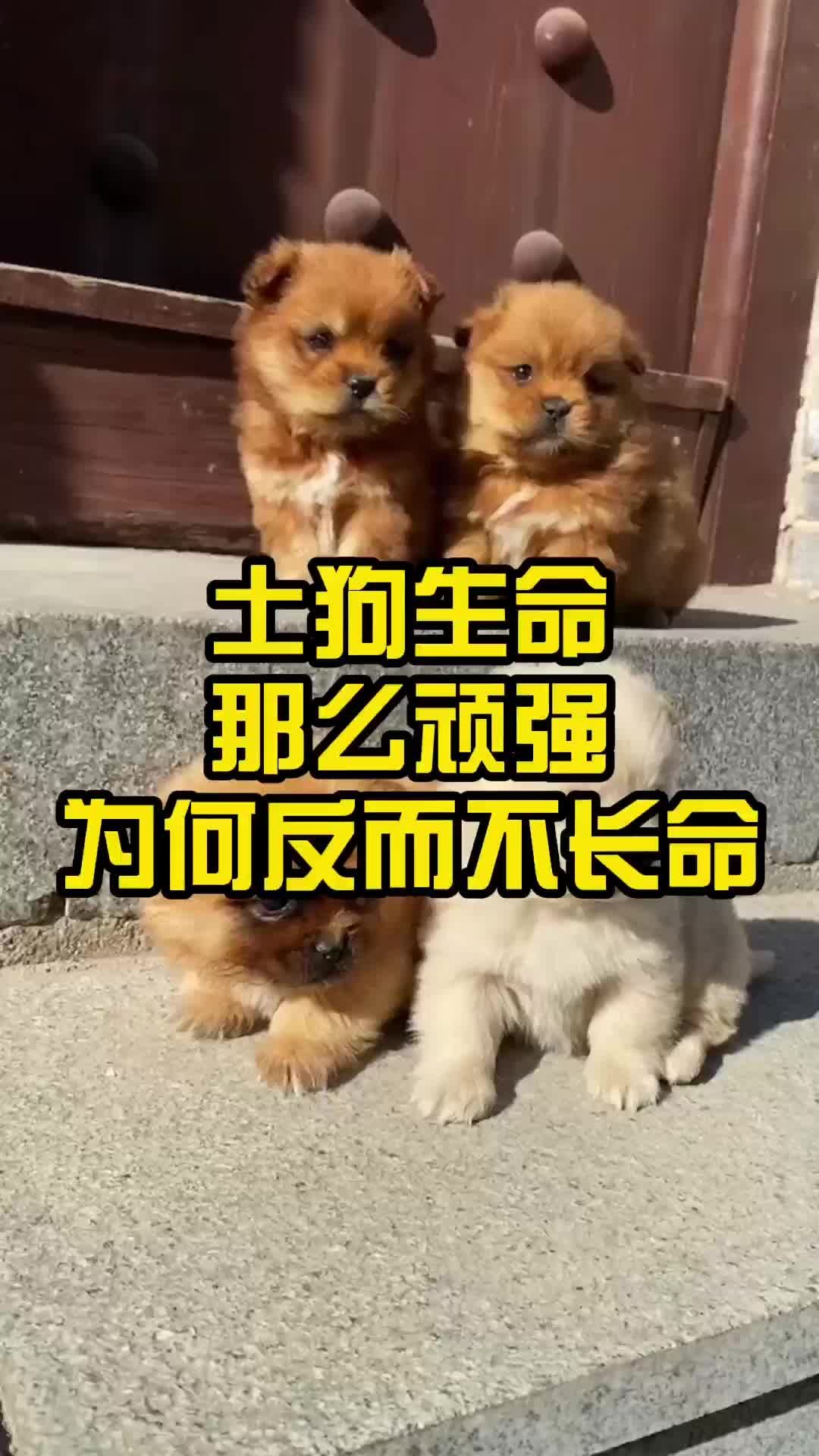 土狗命好吗