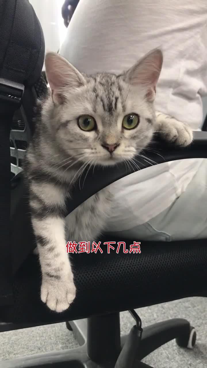 如何让猫喜欢你