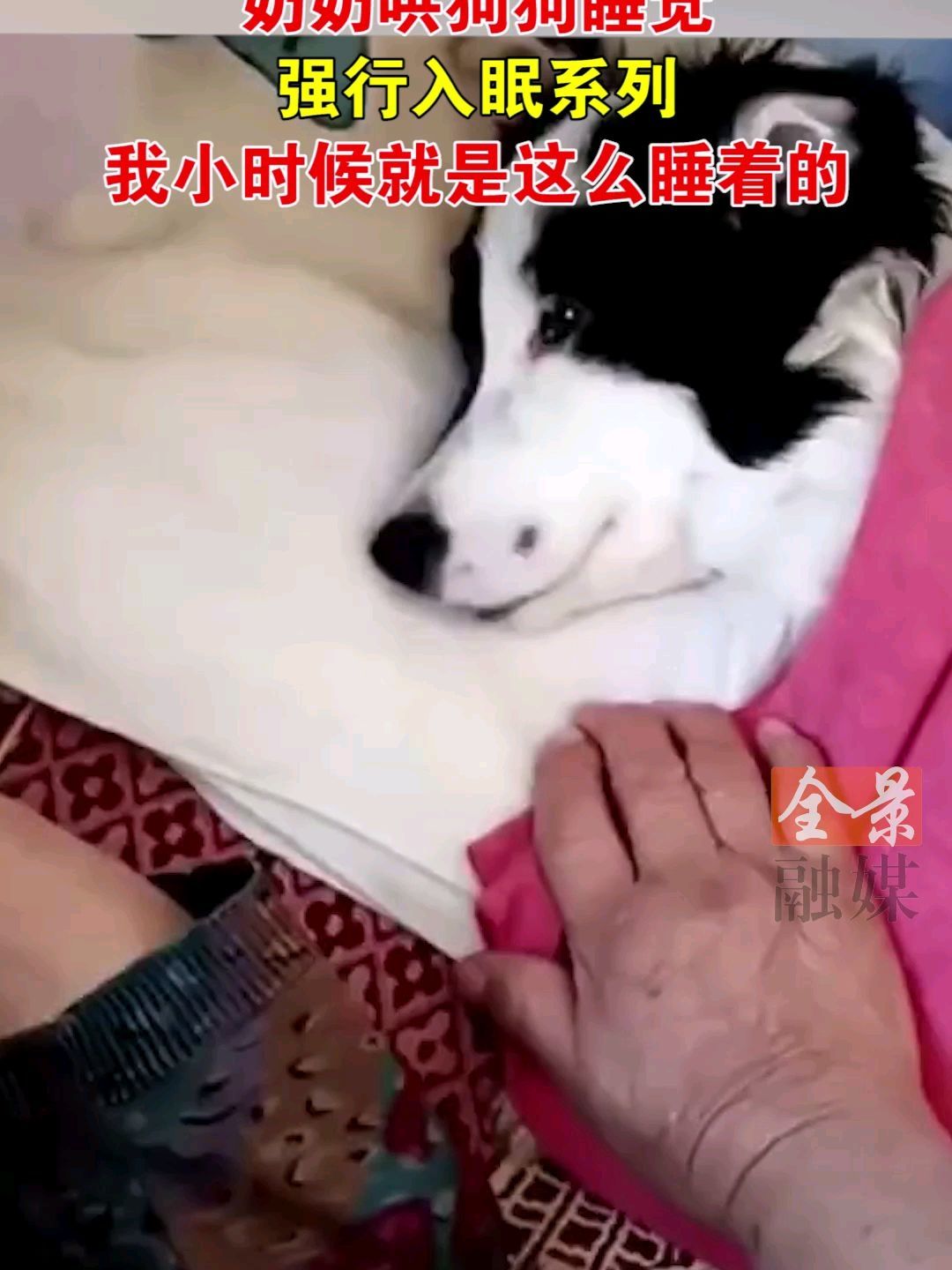 怎样哄狗狗睡觉